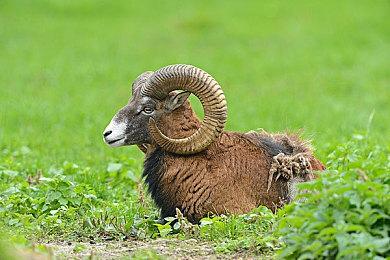 Switch《艾兰岛》6月20日发售 改为一次性买断制